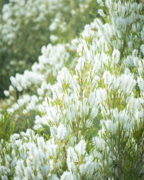 心に風 ロールオン・アロマ・ケア・オイル