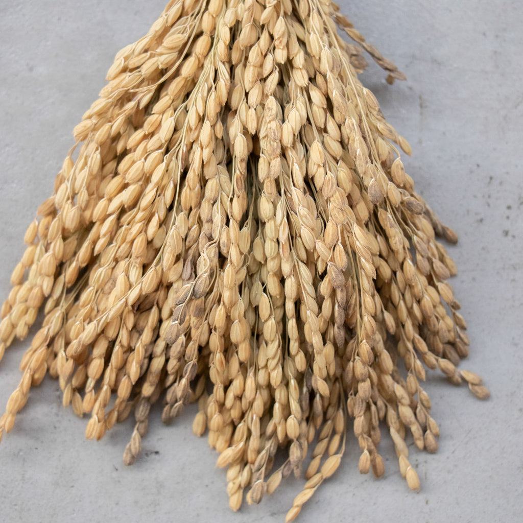 榊麻美植物研究所 石のお守り［期間限定販売］【即売】